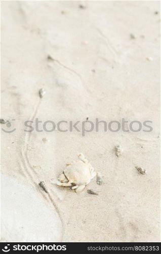 Crab on the beach. Crab on the sand by the sea.