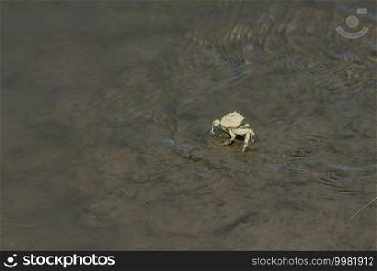 Crab on the beach       Saltwater pond                               