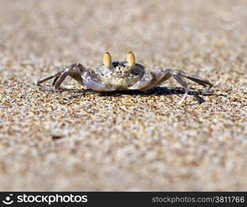 crab on the beach sand