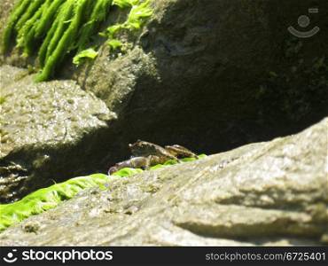 Crab on the stone near the shore