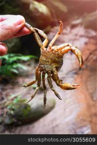 Crab show claw on hand in the river streams water nature forest / Spiny rock crab freshwater