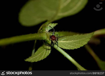 Crab spider, Camaricus formosus Thorell, 1887, Bokaro, West Bengal, India