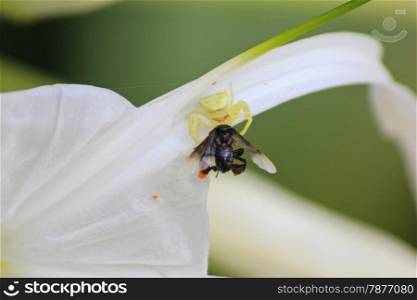 Crab spider hunting a wasp on flower