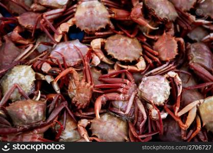 Crab texture, seafood background with many mediterranean crabs