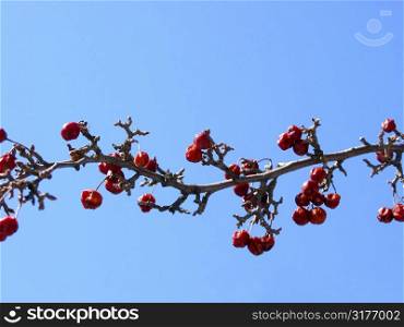 Crabapple tree branch on the background of bright blue sky