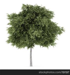 crack willow tree isolated on white background
