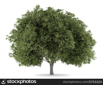 crack willow tree isolated on white background
