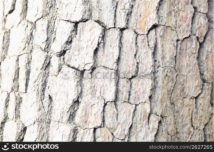 cracked bark on a tree