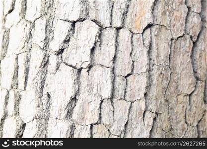cracked bark on a tree