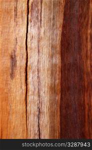 cracked eucalyptus trunk wood texture brown background