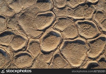 Cracked mud at the onset of a drought