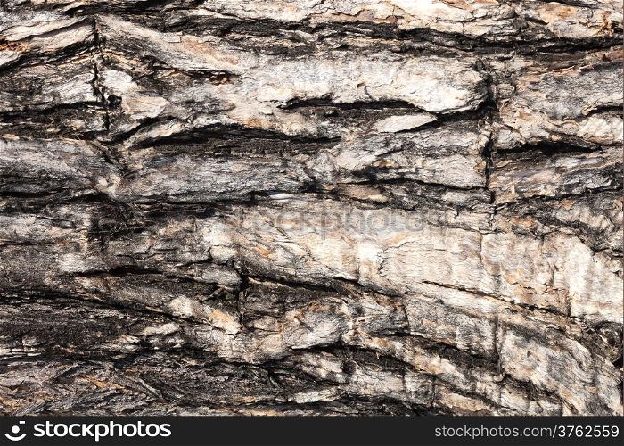 Cracked old wood texture