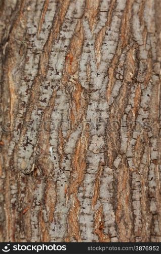 cracked tree bark pattern closeup
