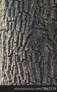cracked tree bark pattern closeup