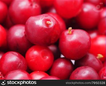 cranberries closeup