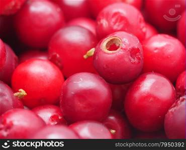 cranberries closeup