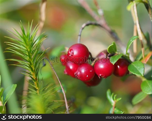 cranberries in the forest