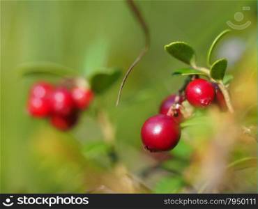 cranberries in the forest
