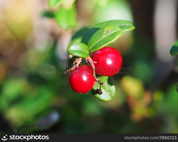 cranberries in the forest