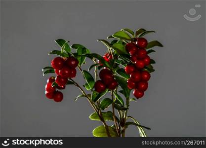 Cranberries with leaves. Cranberries on branch heart shape. Lingonberry bunch on dark background. Bunch of red cranberries on gray background.