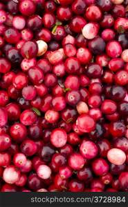 Cranberry Bog Food Fruit Cranberries Piled in Truck