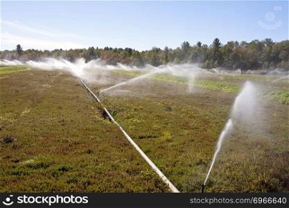 Cranberry Fields in Bala Ontario sprinklers in autumn