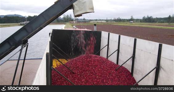 Cranberry Harvest Conveyor Belt Lifts Fruit into Transport Truck
