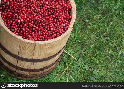 cranberry in barrel