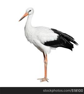 Crane bird full length isolated on white. Crane is tall, long-legged, long-necked bird.. Crane bird isolated on white