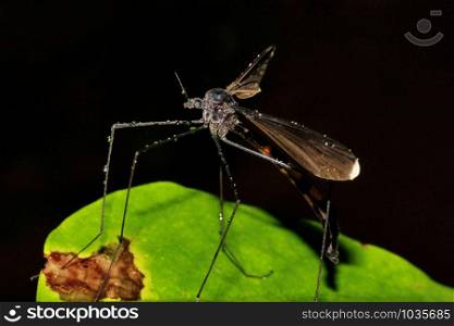 Crane fly, Tipulidae family, Agumbe, Karnataka, India.. Crane fly, Tipulidae family, Agumbe, Karnataka, India