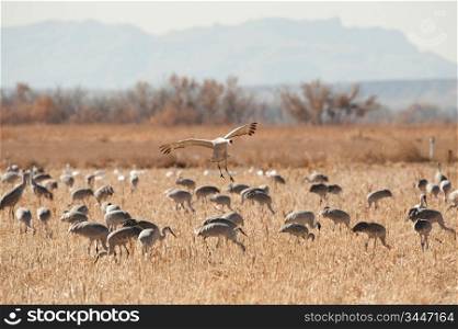 Crane Landing In The Flock