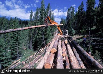 Crane loading raw lumber at logging operation in remote forest