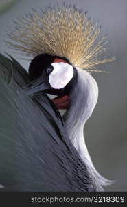 Crane Preening