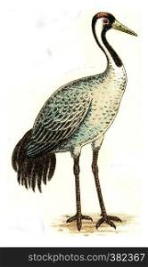 Crane, vintage engraved illustration. From Deutch Birds of Europe Atlas.