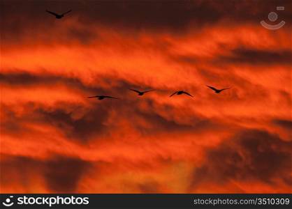 Cranes Flying Through A Red Sky