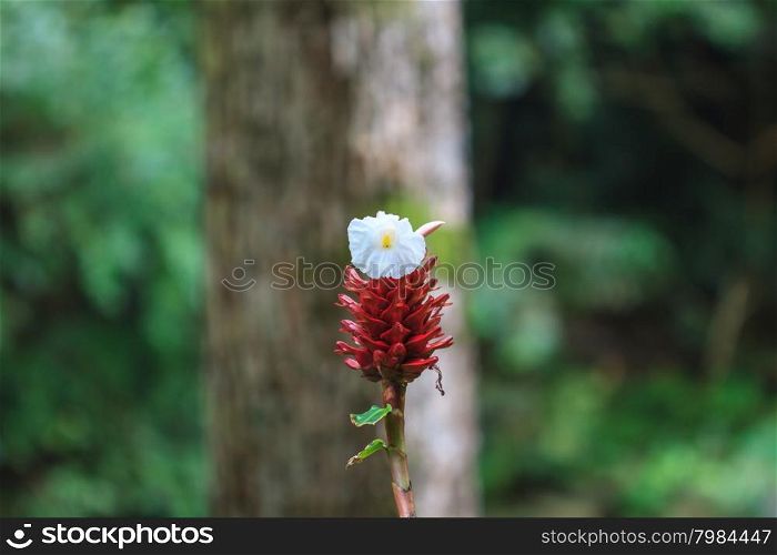 crape ginger flower or Costus speciosus in garden