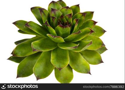 Crassulaceae succulent flower