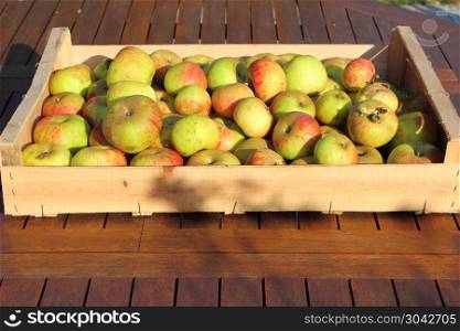 Crate of apples after harvest during autumn