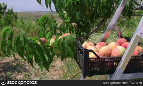 Crate of ripe peaches in orchard during harvest