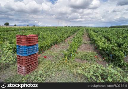 Crate with peppers on plantation