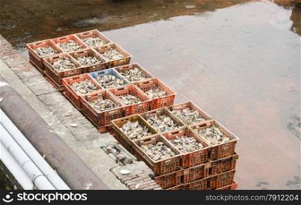 crates of oysters in the oyster farm in yerseke, the centre of oysters in holland netherlands