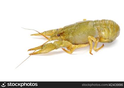 crawfish on a white background