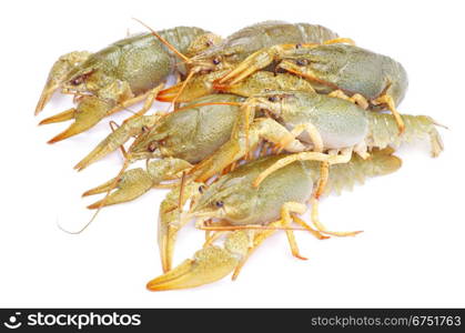 crawfish on a white background