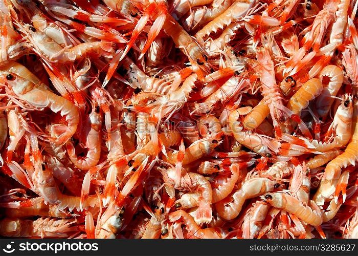 Crayfish Nephrops Norvegicus many seafood market catch