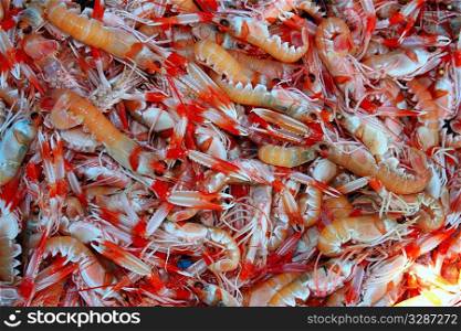 Crayfish Nephrops Norvegicus many seafood market catch