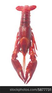 Crayfish. One Red Crayfish isolated on white background