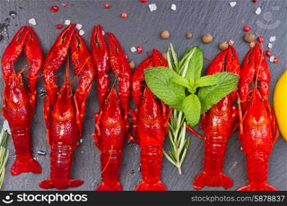 Crayfish. Row of red Crayfish on black board