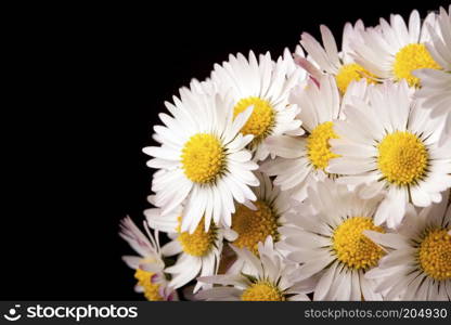 Crazy daisy. Studio shots