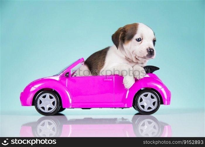 Crazy dog in a pink car