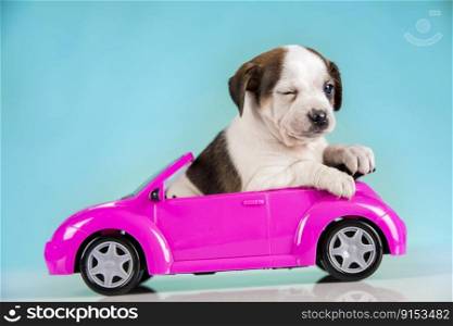 Crazy dog in a pink car